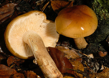 Brandiger Ritterling (Tricholoma ustale) - © Heinz Prelicz